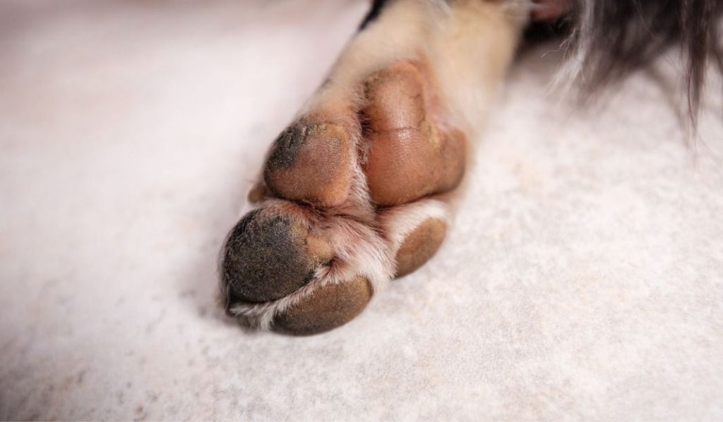 ¡Cuidado con tu perro! Así debes cuidar sus patas para evitar enfermedades 1 Vida.es Enfermedades que pueden evitarse al cuidar sus patas