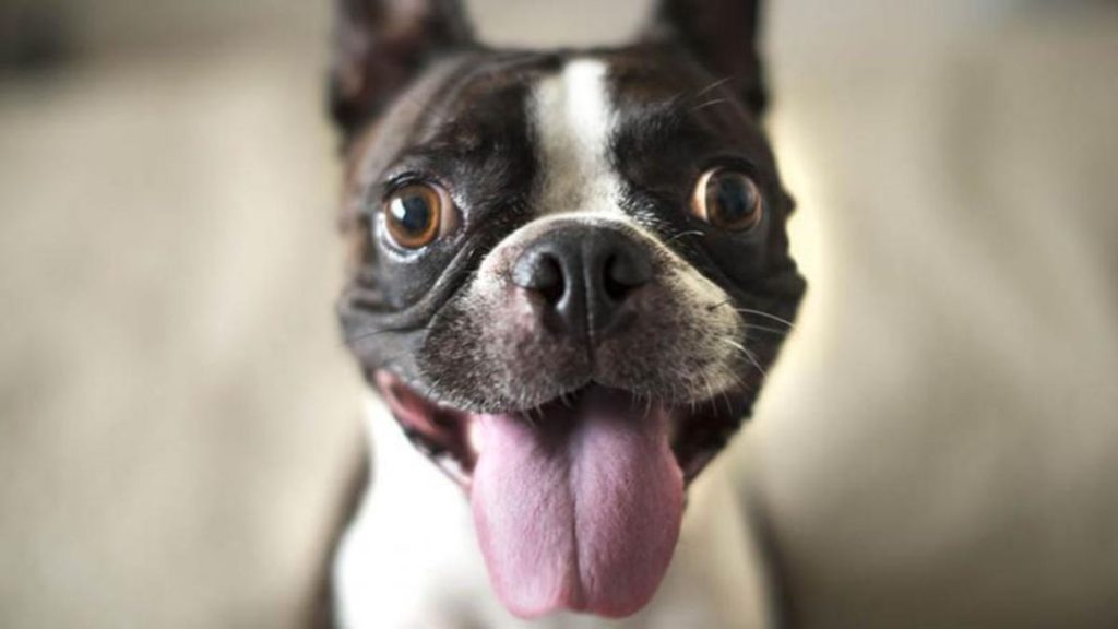 Cómo alargar la vida de tu perro con estas sencillas costumbres  1 Vida.es Controles veterinarios