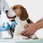 Cuáles son las vacunas que debe tener tu perro   