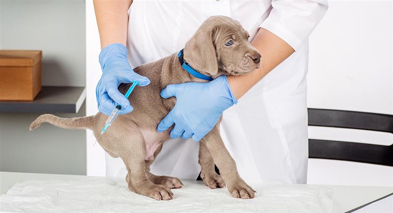 Inmunización primaria para cachorros 