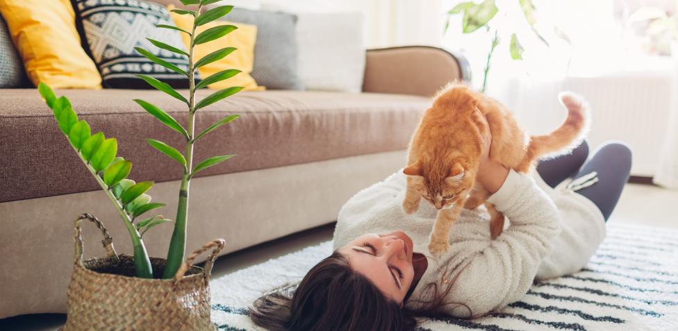 El truco infalible para limpiar los pelos de tu gato  1 Vida.es Quitar pelos de tu gato: Los mejores ayudantes