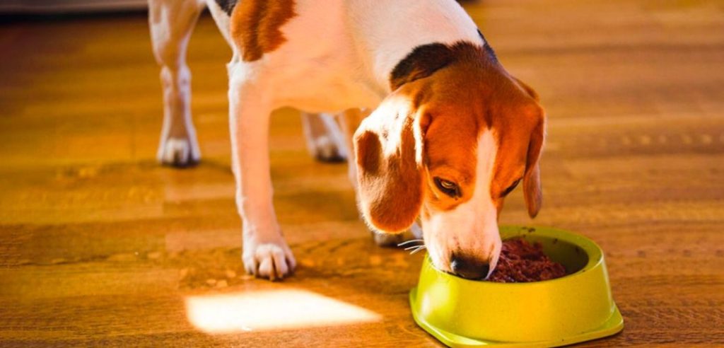 Estos son los alimentos que tú perro SÍ puede comer 1 Vida.es ¿Muy condimentada?