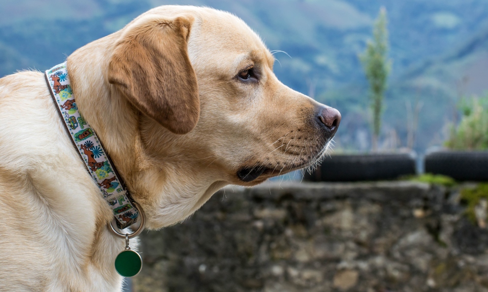 Mejores consejos para elegir un collar para tu perro 1 Vida.es ¿No son los arneses para perros mucho mejores que un collar para tu perro?