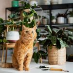 Gatos y plantas de interior: como mantener a salvo tus macetas