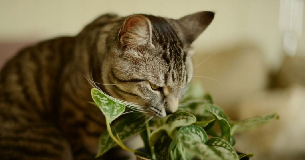 ¿Cómo mantener a los gatos alejados de las plantas de interior?