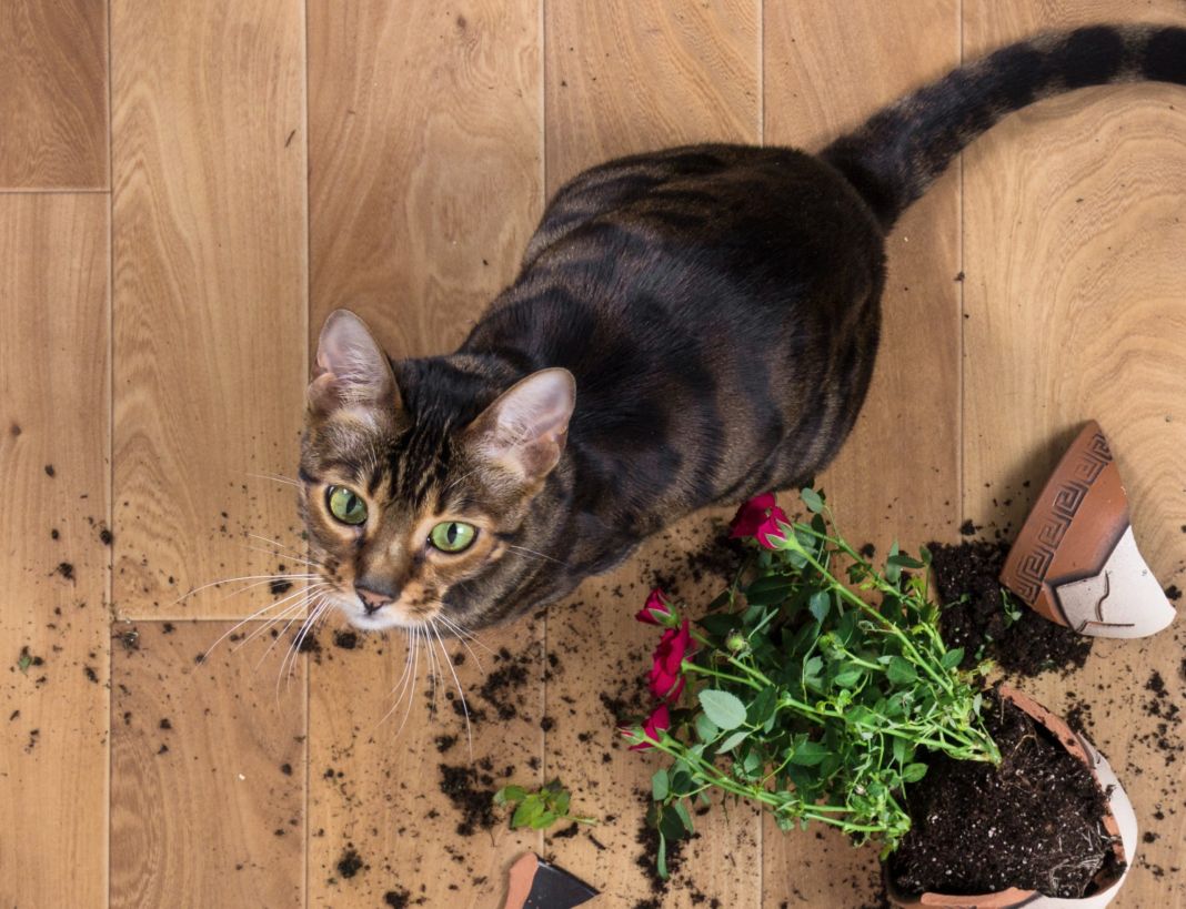 ¿Cómo elegir las plantas de interior más seguras para los gatos?