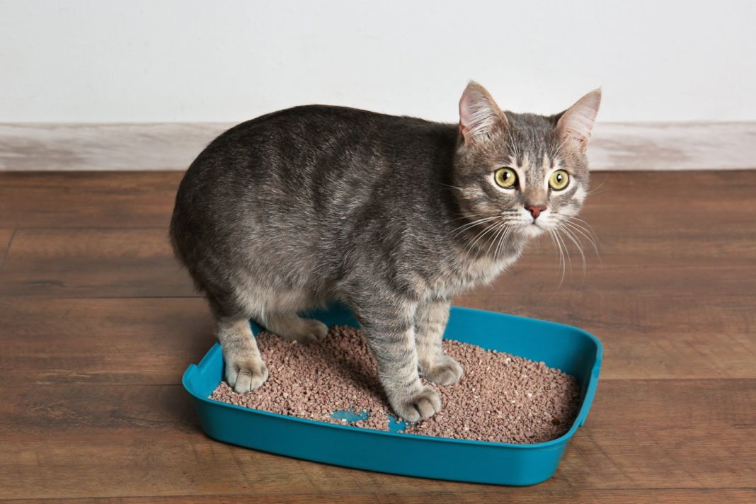 ¿Cómo prevenir los olores desagradables en la caja de arena de tu gato?