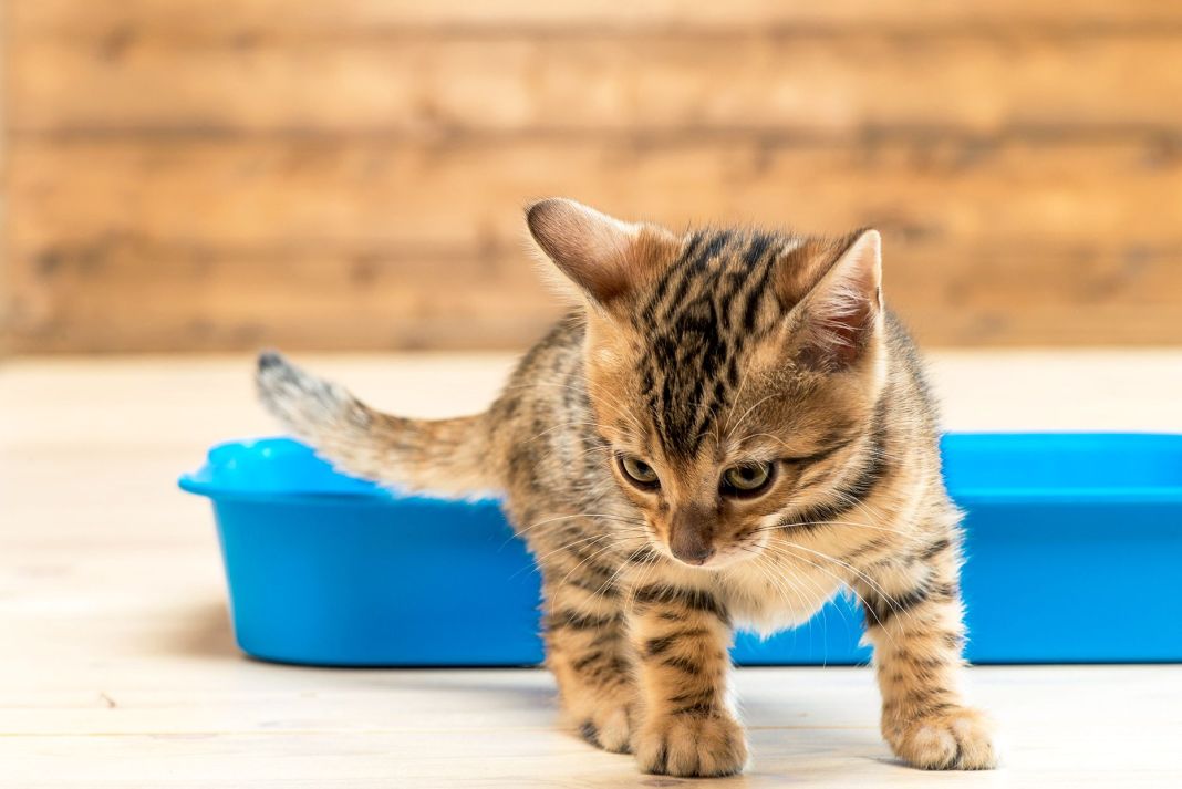 ¿Cuántas veces debes limpiar la caja de arena de tu gato?
