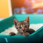 Felinos: cómo mantener la caja de arena de tu gato limpia y sin olores