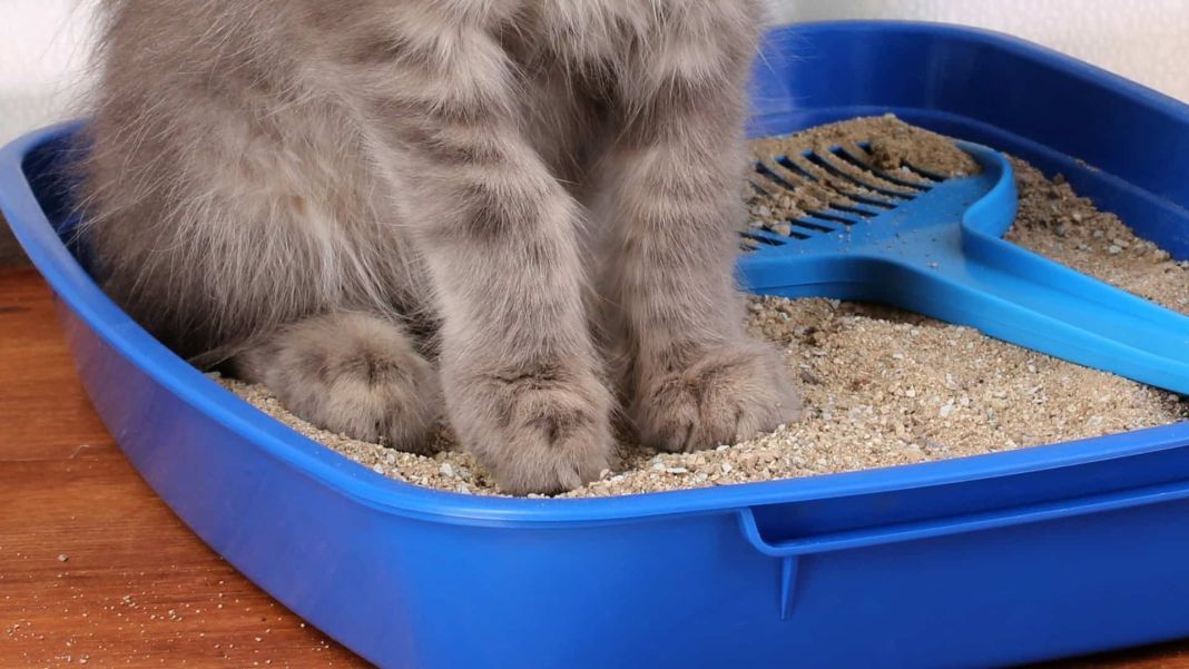 ¿Por qué es importante mantener la caja de arena de tu gato limpia?