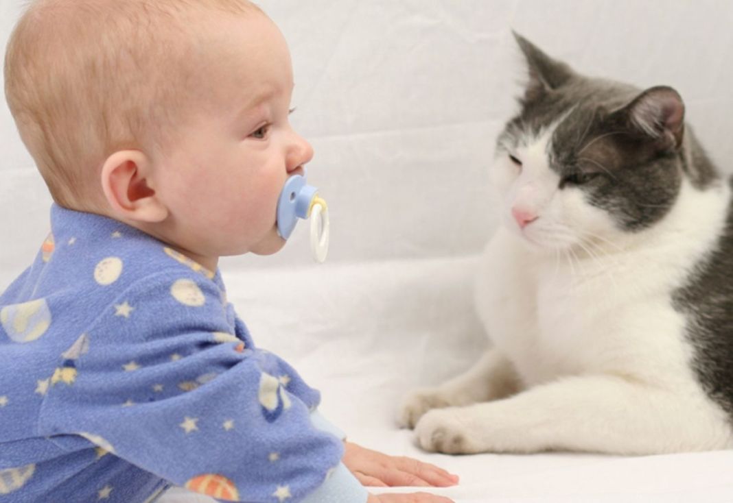 Como ayudar a tu gato a sentirse cómodo con el bebé