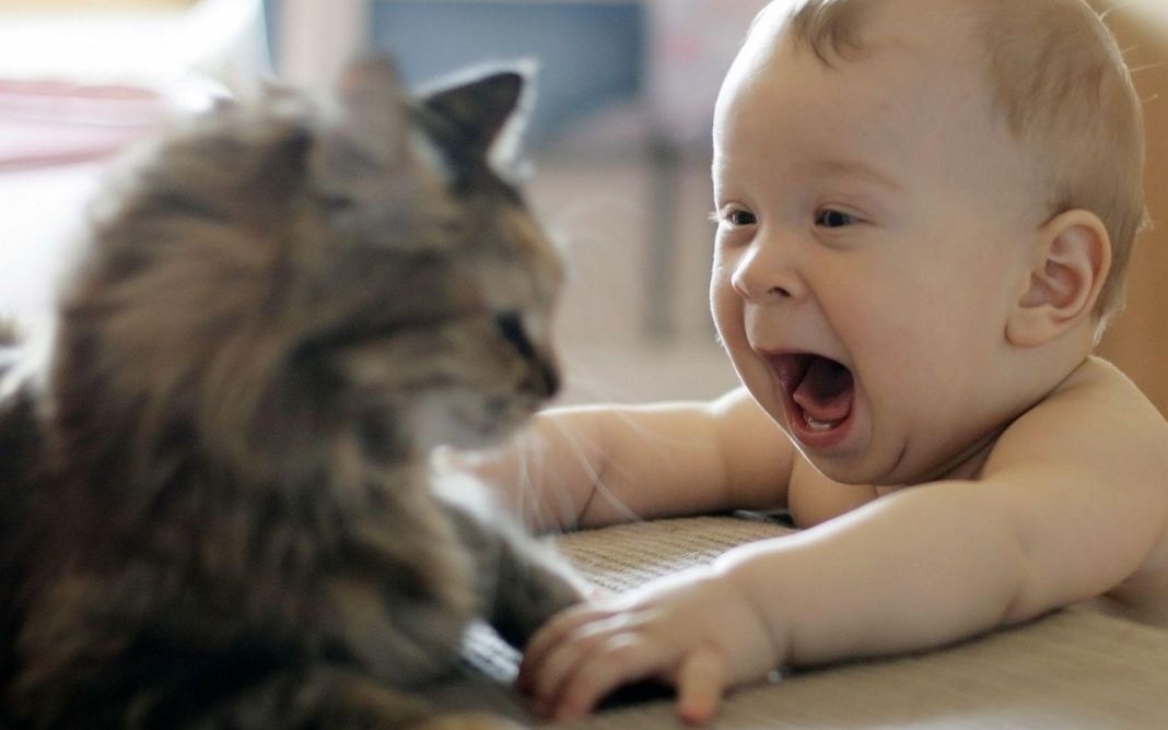 ¿Qué pasa si tienes un gato y estás esperando un bebé?