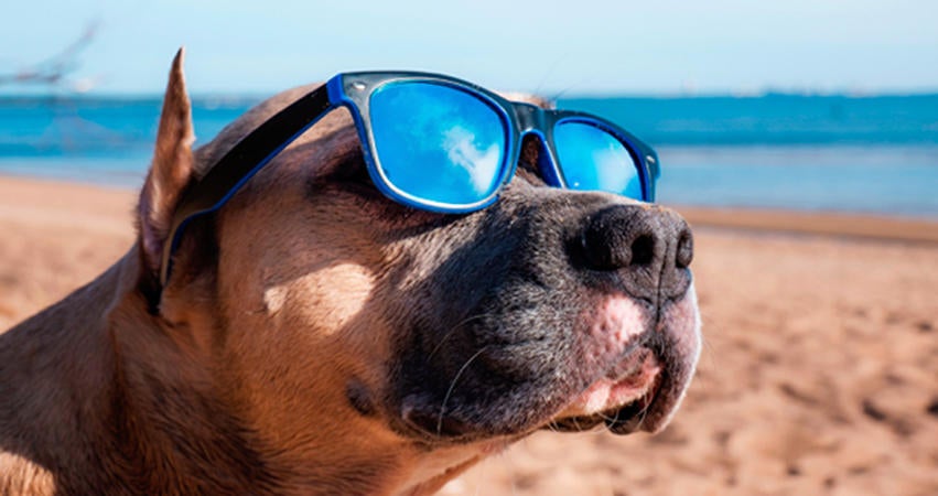 Así debes cuidar del pelo de tu perro en verano 1 Vida.es Cepilla el pelo de tu perro con regularidad