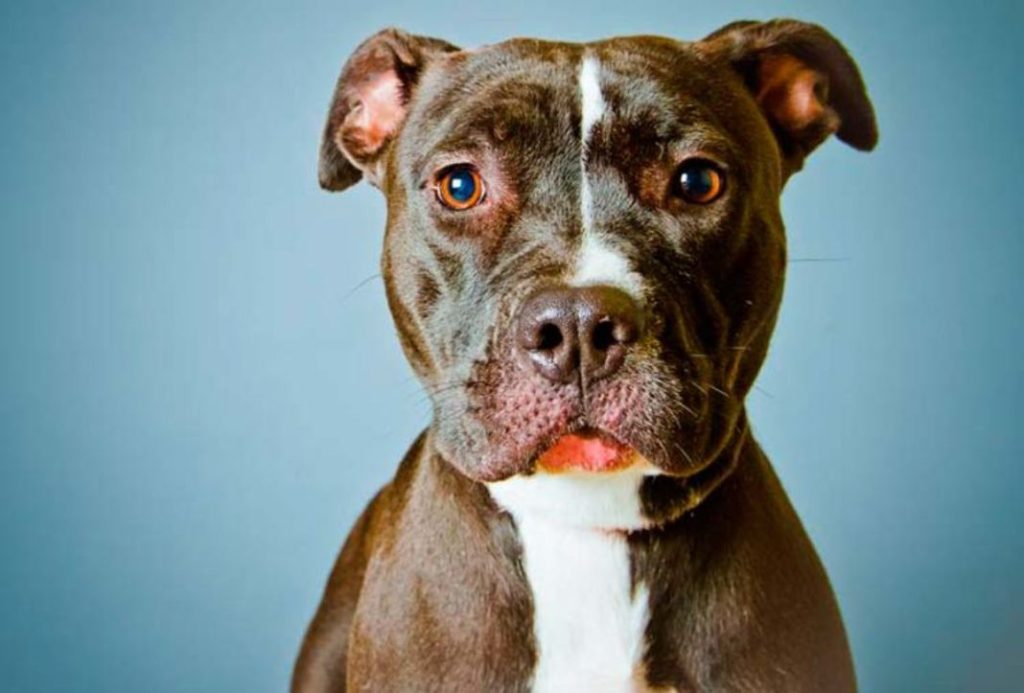 Estas son las razas de perros que más muerden 1 Vida.es Estas son las razas de perros que mas muerden 1 Vida.es