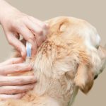 Garrapatas en perros: cómo detectarlas y tratarlas