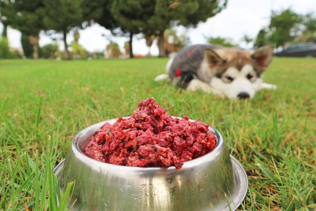 Mejores alimentos para salvar a tu perro del calor 1 Vida.es ¿Cómo hacer para que tu perro pase el verano de forma segura?