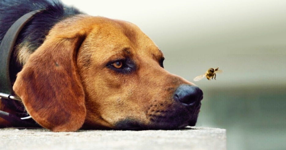 Picadura de avispa de perro: ¿Es peligrosa?