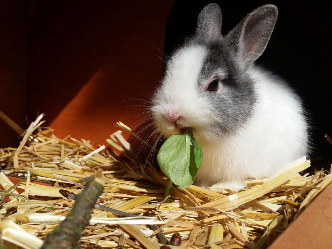 ¿Cómo mantener limpio el hogar de tu conejo?