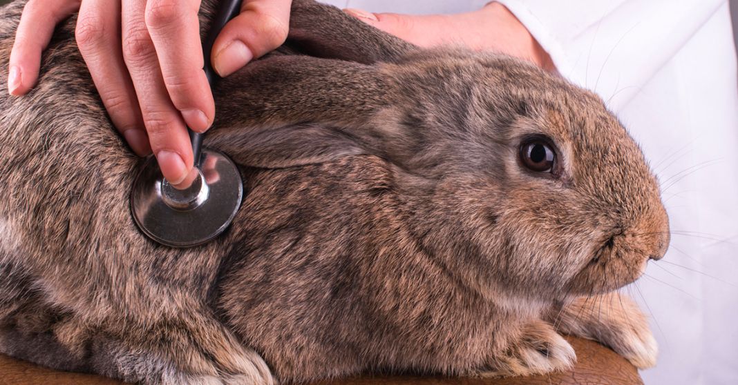 Cuándo llevar a su conejo al veterinario por enfermedades dentales