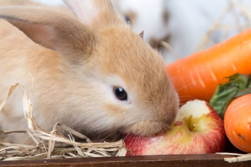 ¿Cómo elegir una jaula para tu conejo?