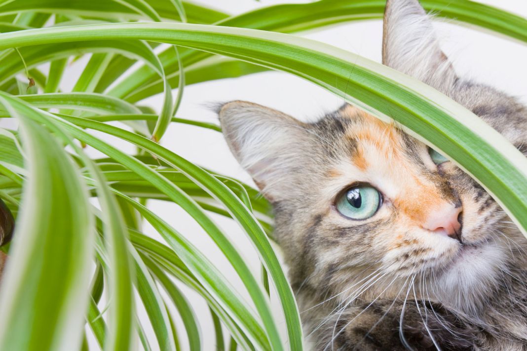 ¿Qué complicaciones puede causar la clamidia felina?