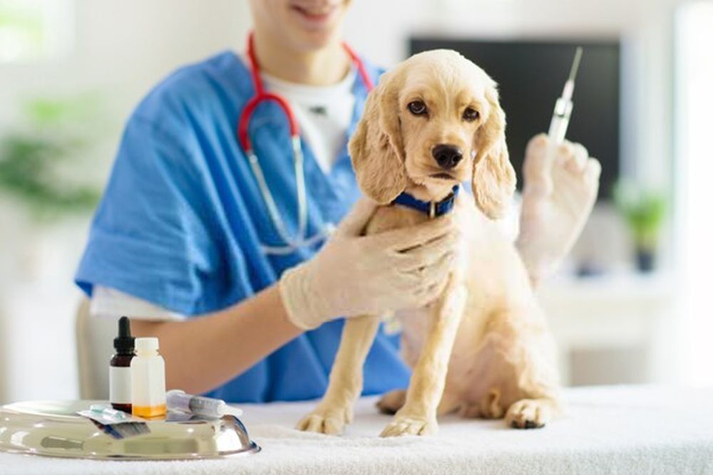 Importancia de llevar al perro al veterinario