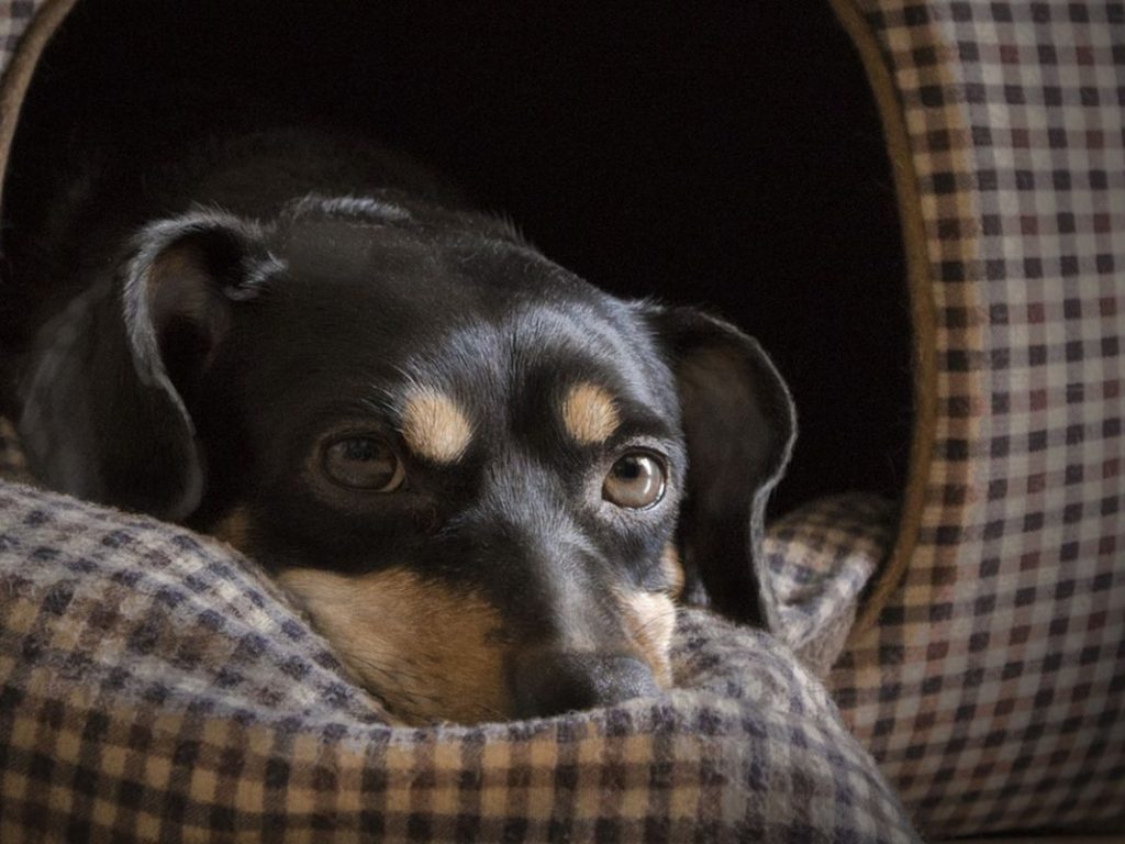 Cómo evitar que tu perro se sienta solo 1 Vida.es Pasar tiempo de calidad juntos