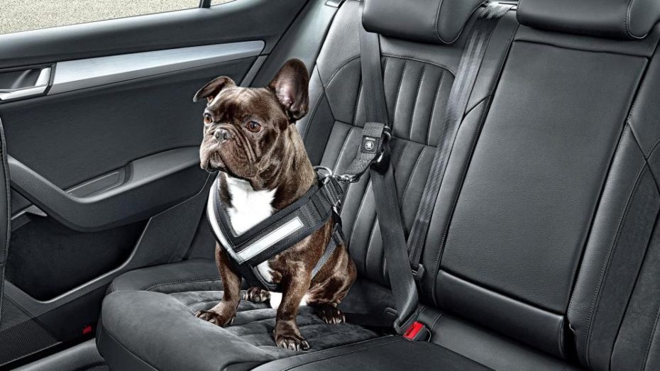 Cómo preparar tu coche para viajar con tu perro 1 Vida.es Seguridad en el coche