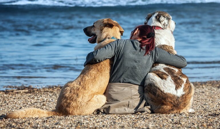 Investiga las playas que permiten perros