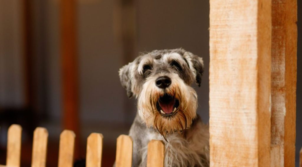 ¿Por qué mi perro ladra a los desconocidos? 1 Vida.es Instinto de protección