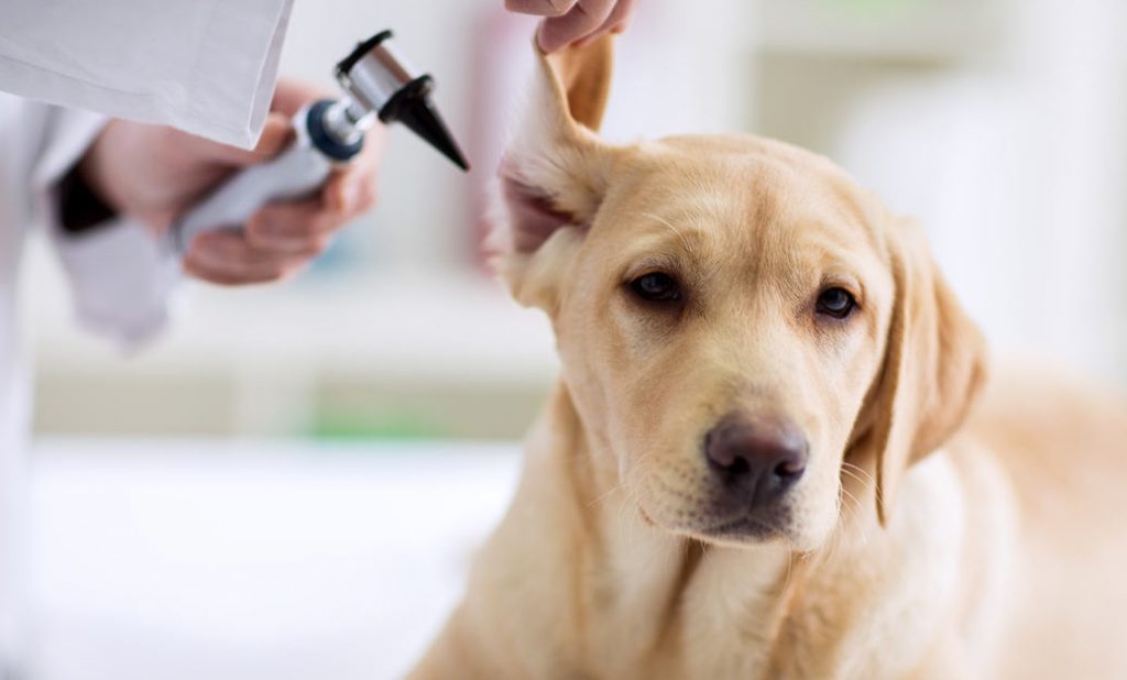 Cuándo debes limpiar los oídos de tu perro
