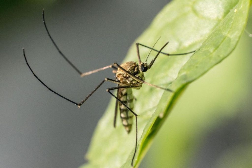 Eliminar criaderos de mosquitos