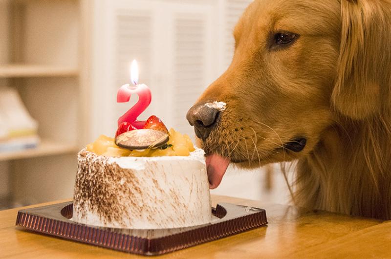 Por qué la edad de un perro no se puede medir en años humanos