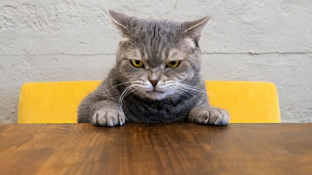 Cómo saber si tu gato está enfadado contigo 1 Vida.es El lenguaje corporal como indicador de enfado