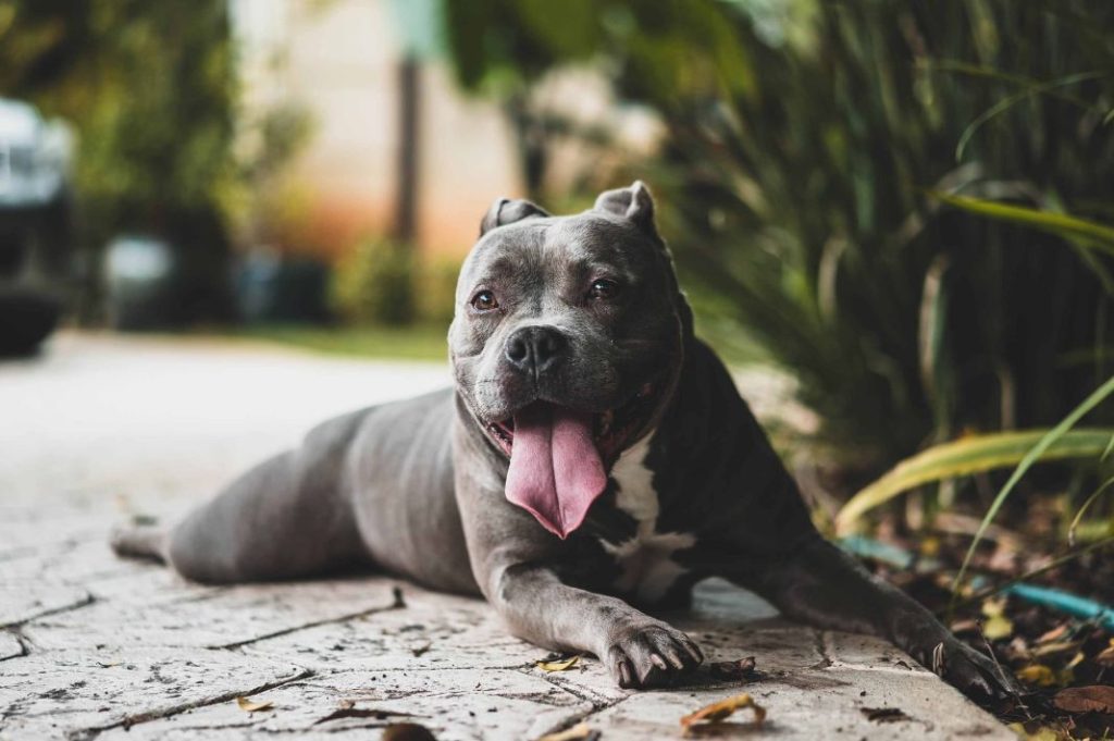Por qué mi perro jadea mucho: estas pueden ser las razones 9 Vida.es Reacciones alérgicas o irritaciones en la piel