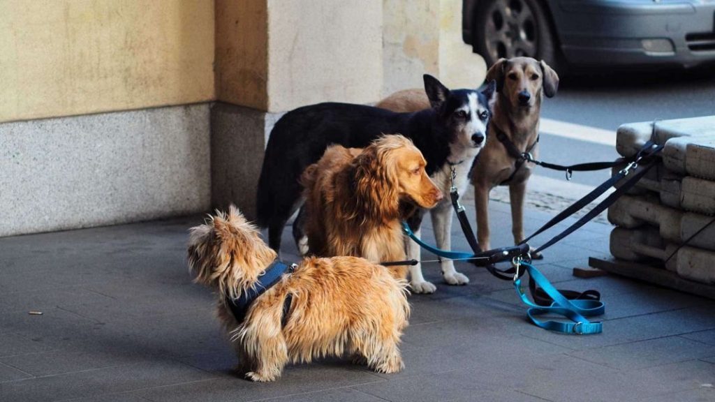 El cuidado de tu mascota ya no será tan caro gracias a esta ayuda 4 Vida.es Beneficios de la ayuda para la asistencia veterinaria