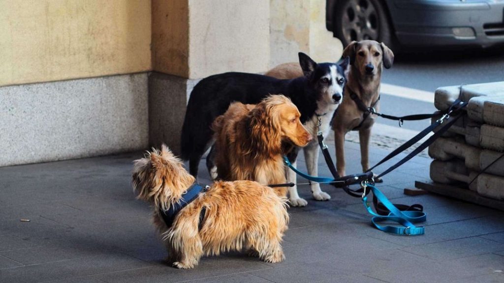 Beneficios de la ayuda para la asistencia veterinaria