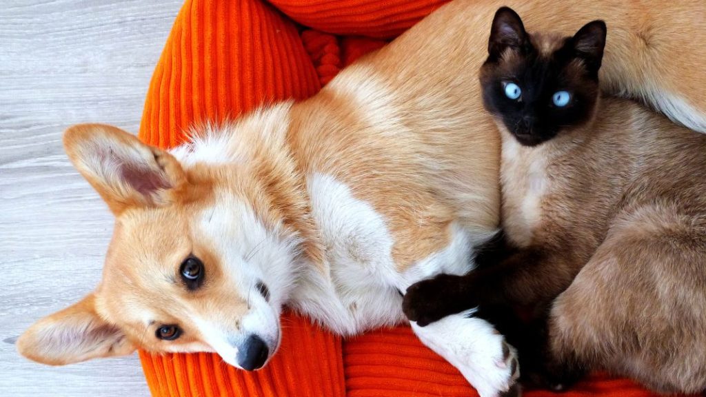 ¿Quien quiere más a su dueño, los perros o los gatos?: Este estudio tiene la respuesta 6 Vida.es Conclusiones y posibles investigaciones futuras