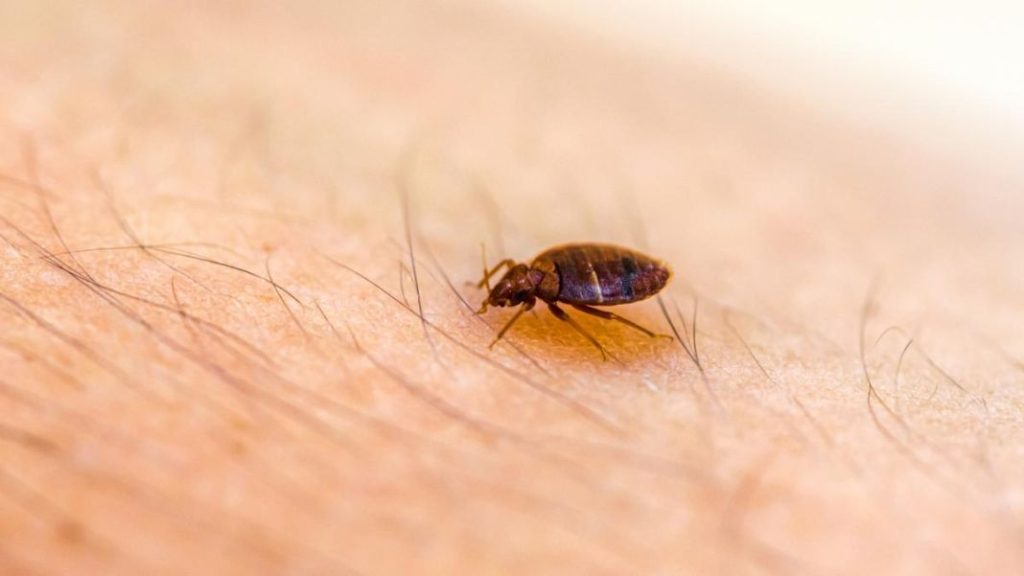 La plaga de chinches que amenaza a Europa ya está en España: así podrás prevenir su aparición 3 Vida.es Evita la compra de muebles usados sin inspeccionarlos primero