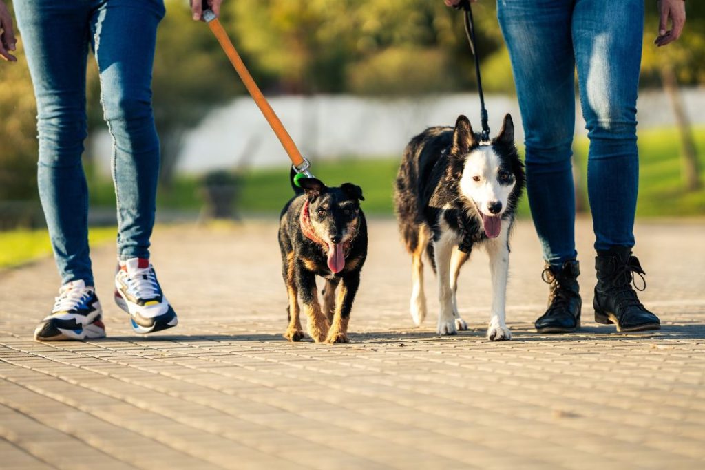 Otras alternativas para reducir los costos de la asistencia veterinaria