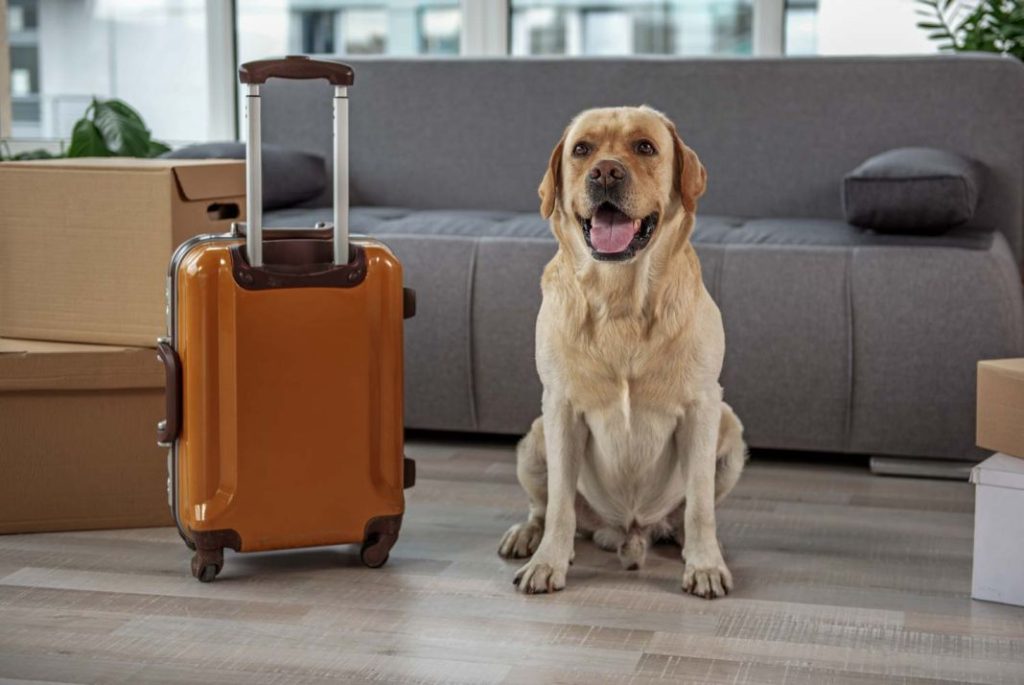 Todo lo que necesitas saber para viajar en avión con tu perro 4 Vida.es Alimentación y ejercicio antes del vuelo
