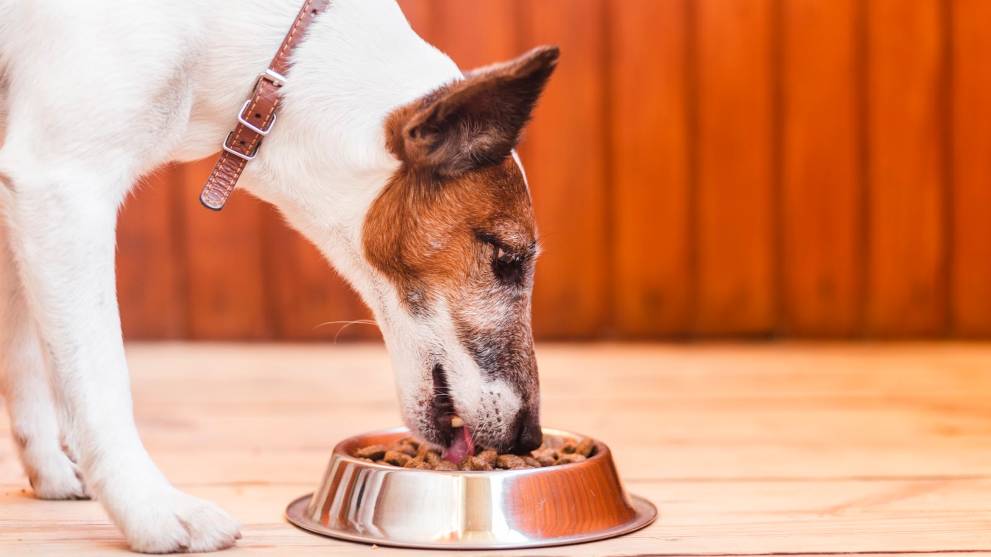 Te contamos: Estos son los alimentos ideales para tus perros mayores 4 Vida.es Alimentos bajos en sodio para la salud cardiovascular