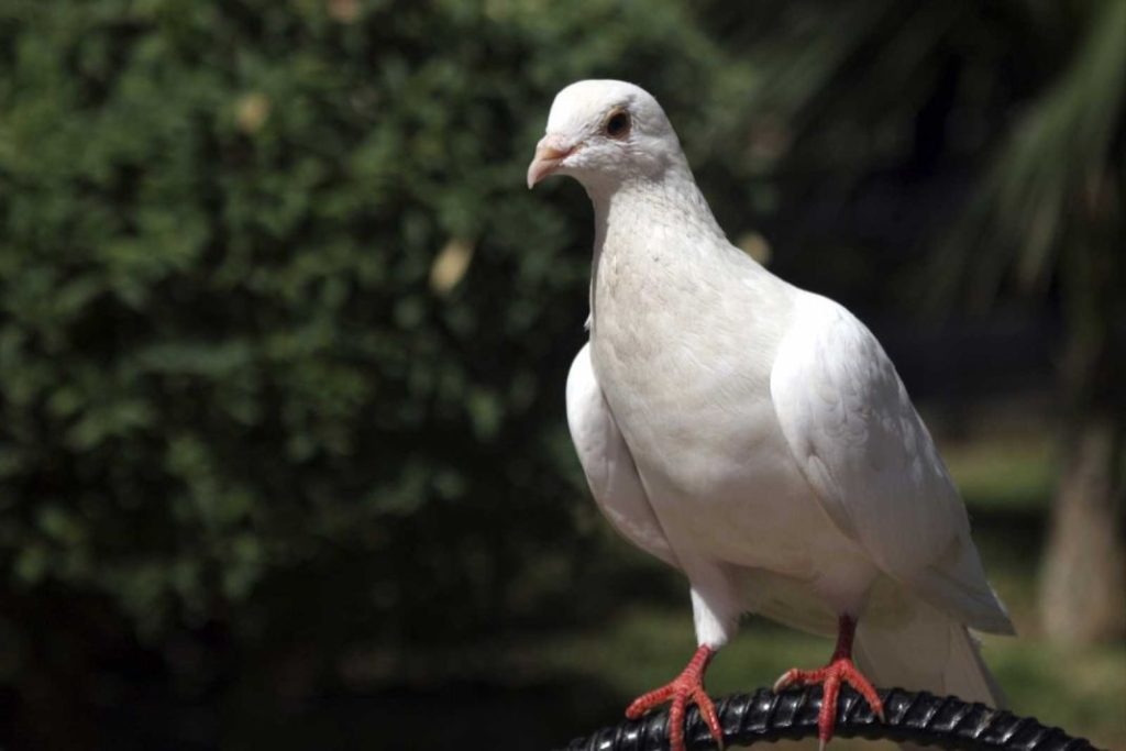 Sin Invitados indeseados: aquí te explicamos cómo mantener tu terraza libre de palomas (y de manera pacífica) 1 Vida.es Conoce las razones detrás de la presencia de palomas