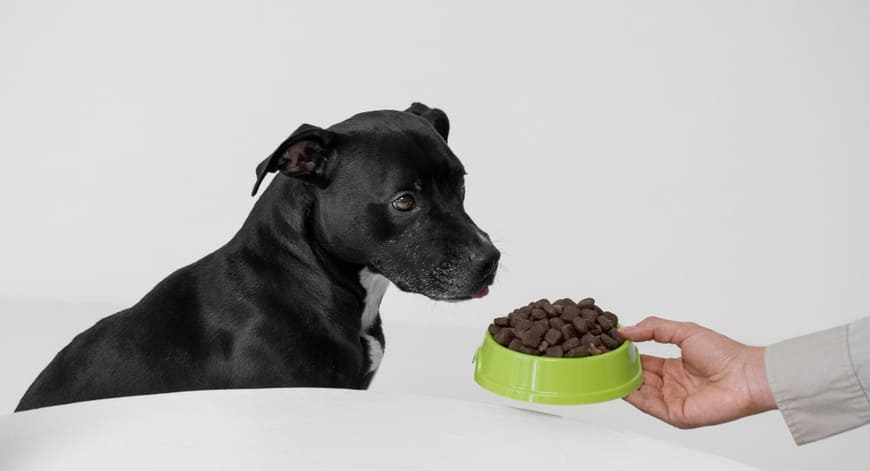 Te contamos: Estos son los alimentos ideales para tus perros mayores 2 Vida.es Grasas saludables para la energía y la salud de la piel