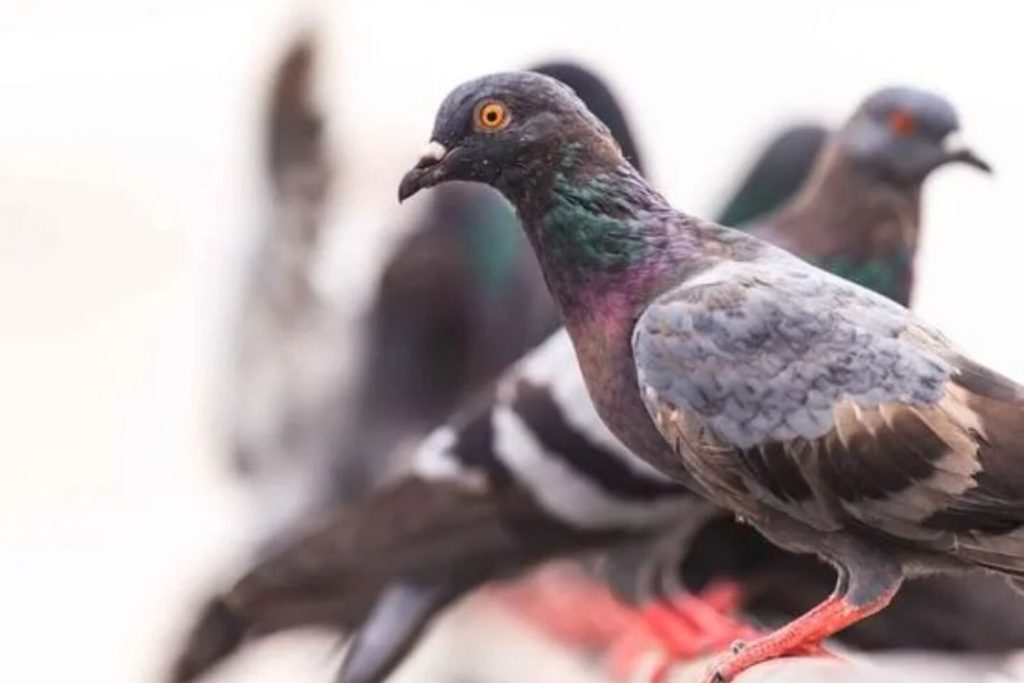 Sin Invitados indeseados: aquí te explicamos cómo mantener tu terraza libre de palomas (y de manera pacífica) 3 Vida.es Utiliza dispositivos de repelencia sonora o visual
