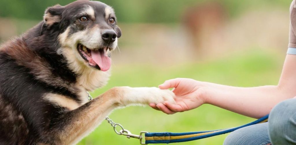 Los nombres de perro más populares del año 2023 5 Vida.es Nombres basados en la personalidad del perro