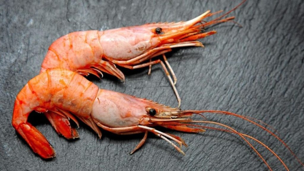 Nochevieja 2023: ¿es malo chupar las cabezas de las gambas y los langostinos? 4 Vida.es Opiniones de expertos sobre chupar las cabezas de los mariscos