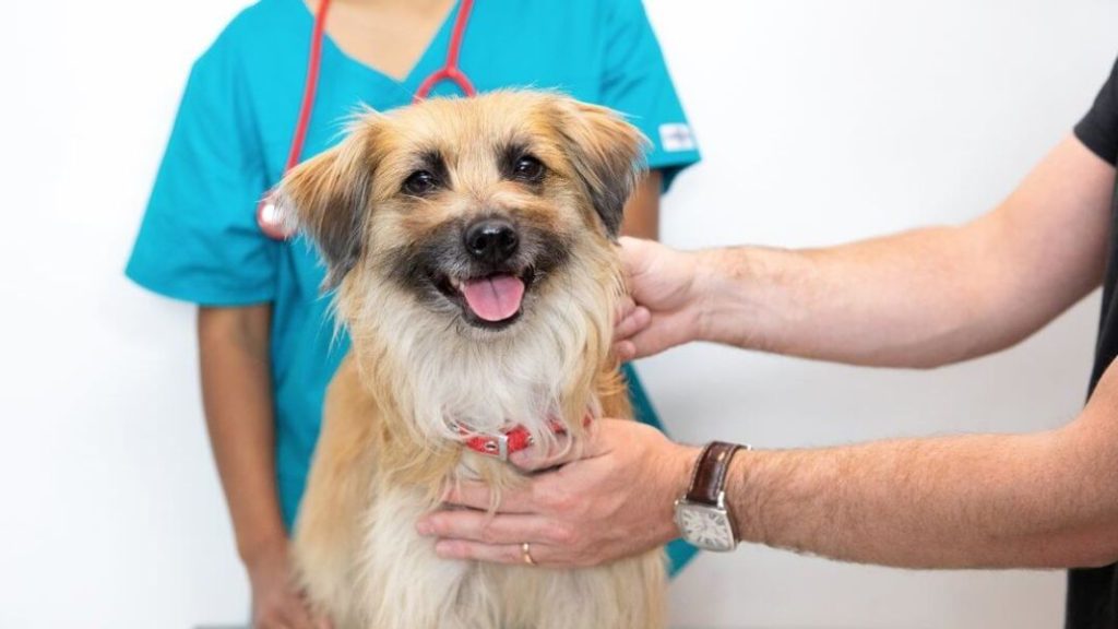 Las alergias más habituales que pueden afectar a tu perro 5 Vida.es Alergia a los productos para el cuidado del pelaje