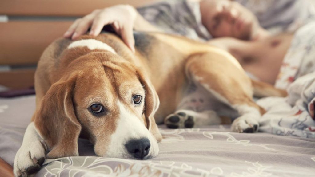 ¿Es saludable dormir con tu mascota? Esto dice la ciencia 5 Vida.es Alternativas para mantener la cercanía con tu mascota