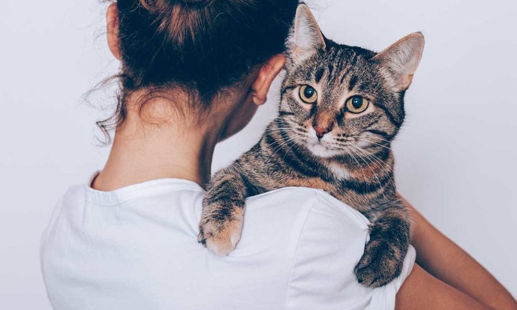 Tu gato también puede tener estrés, y estos son los síntomas 1 Vida.es Cambios en el comportamiento alimentario